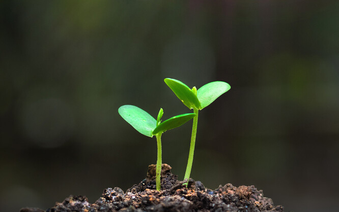Przestępstwa przeciwko środowisku. Zobacz nagranie webinarium
