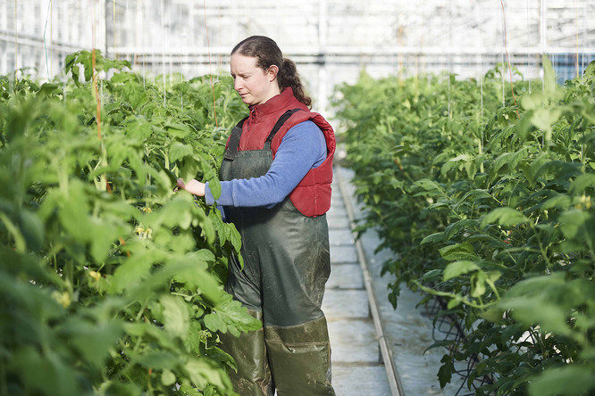 Sektor spożywczy w Polsce wciąż rośnie. Firmy z branży rozwijają się dzięki dotacjom z Funduszy...