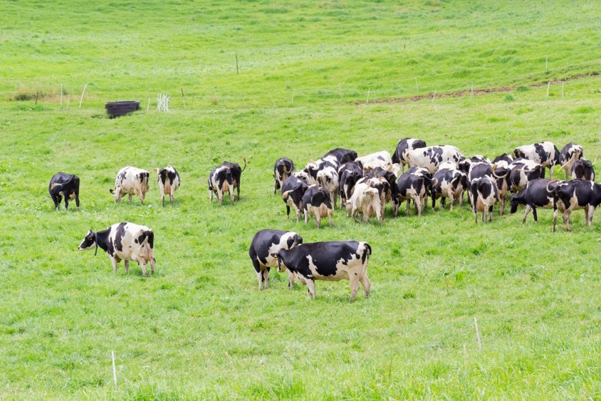 Krowy na łące się pasą