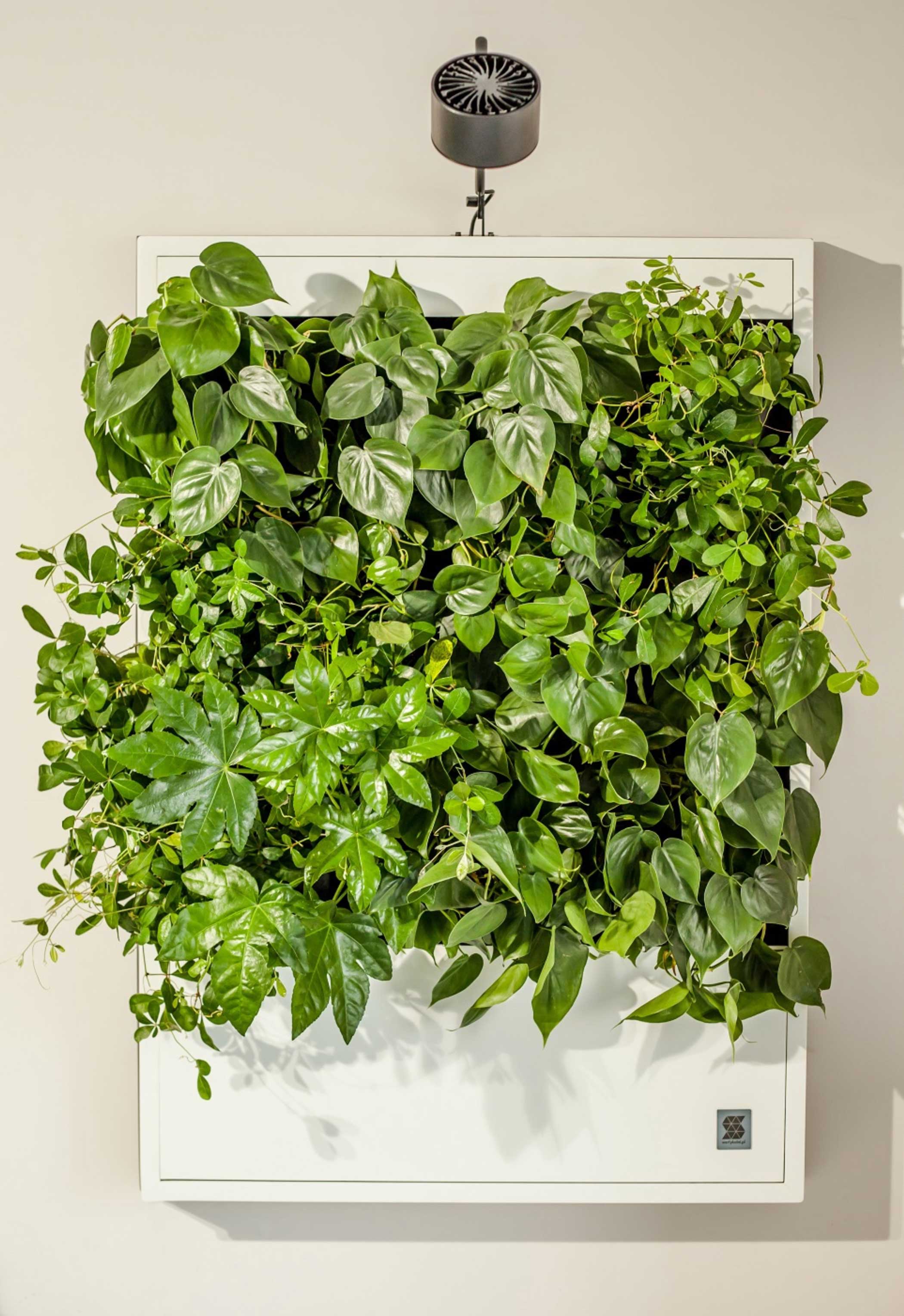 Widok roślin na panelu ściennym